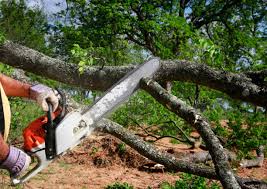 Tree and Shrub Care in Belle Mead, NJ